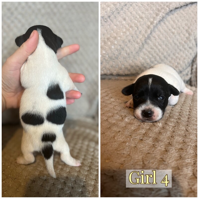 Jack Russell Puppies for sale in Caernarfon Gwynedd - Image 4