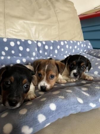 Jack russell puppies 8 weeks old, vaccinated, microchipped for sale in Aber Arad, Carmarthenshire