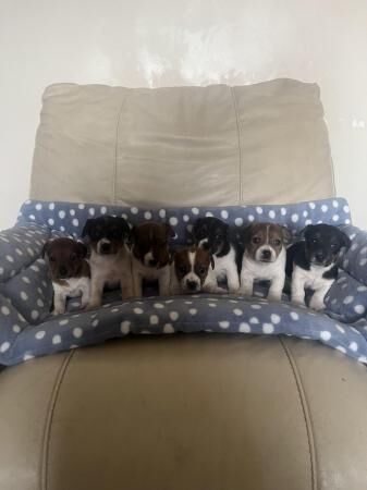 Jack russell puppies 8 weeks old, vaccinated, microchipped for sale in Aber Arad, Carmarthenshire - Image 2