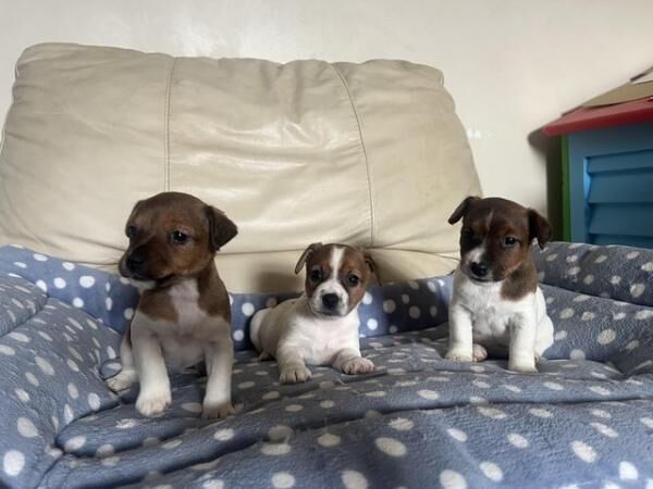 Jack russell puppies 8 weeks old, vaccinated, microchipped for sale in Aber Arad, Carmarthenshire - Image 3