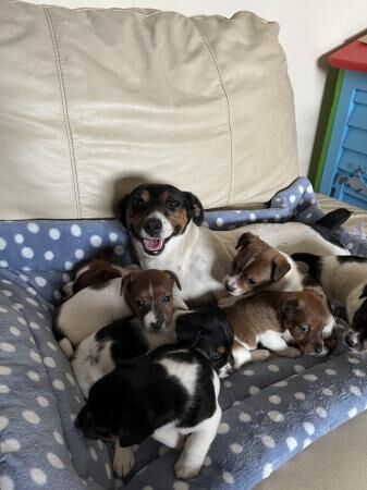 Jack russell puppies 8 weeks old, vaccinated, microchipped for sale in Aber Arad, Carmarthenshire - Image 4