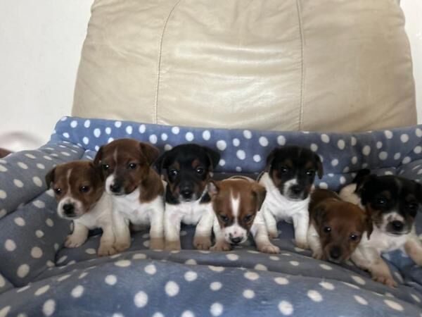 Jack russell puppies 8 weeks old, vaccinated, microchipped for sale in Aber Arad, Carmarthenshire - Image 5