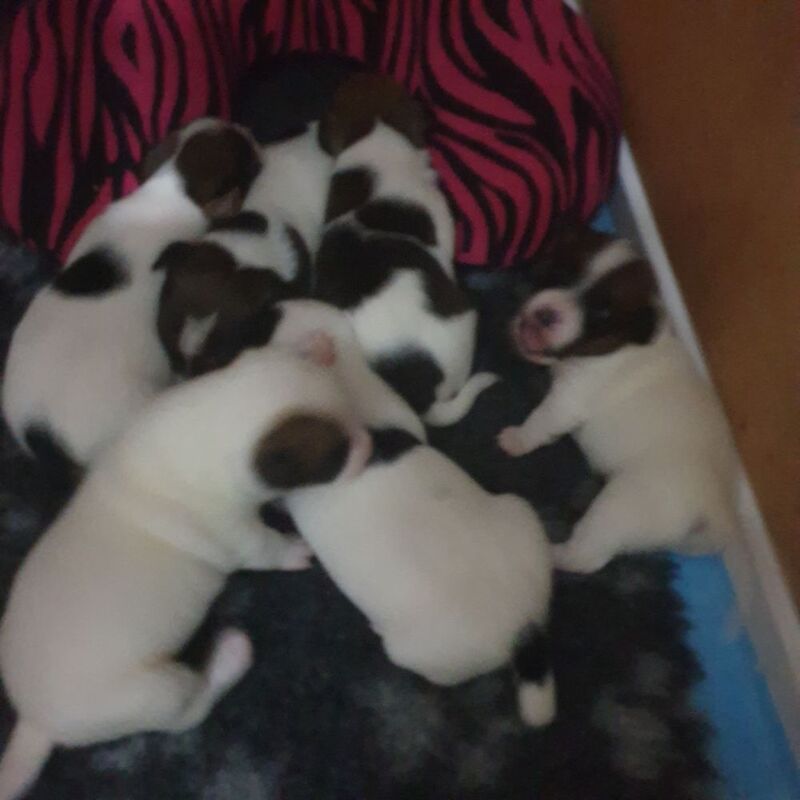 Jack Russell puppies for sale in Cupar, Fife