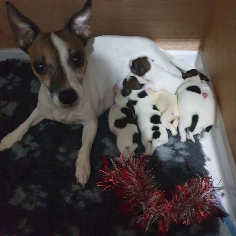 Jack Russell puppies for sale in Cupar, Fife - Image 3