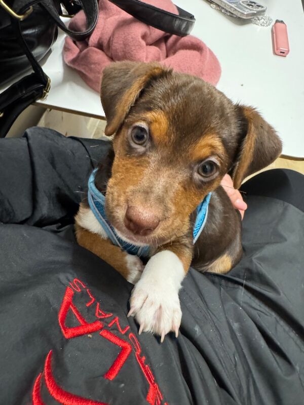 Jack Russell puppies for sale in Taunton, Somerset - Image 5