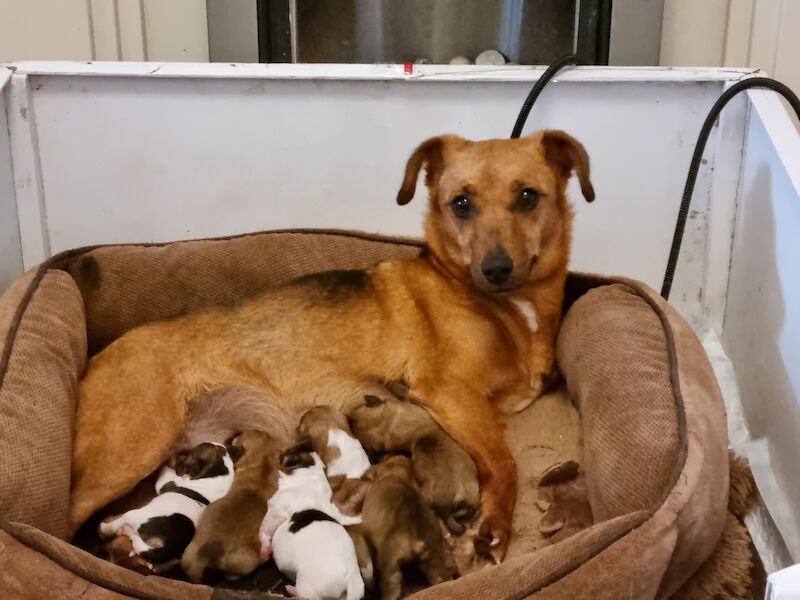 Jack Russell puppies boys & girls for sale in St Annes, Lancashire