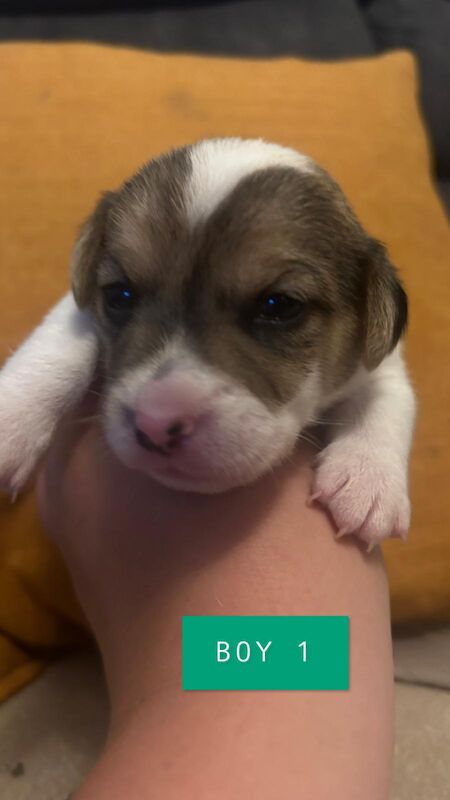 Jack Russell puppies boys & girls for sale in St Annes, Lancashire - Image 2