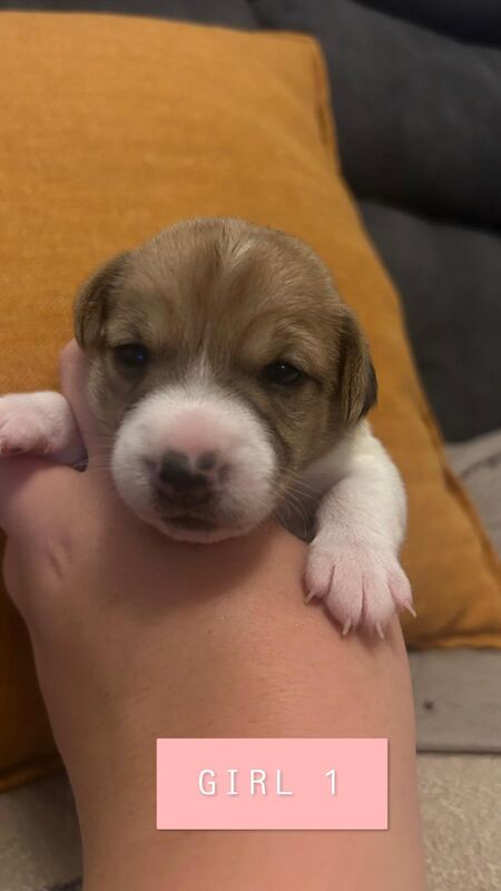 Jack Russell puppies boys & girls for sale in St Annes, Lancashire - Image 4