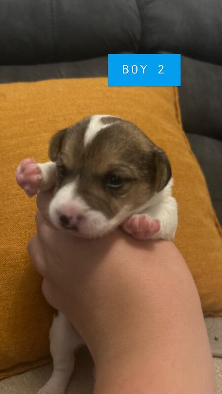 Jack Russell puppies boys & girls for sale in St Annes, Lancashire - Image 6