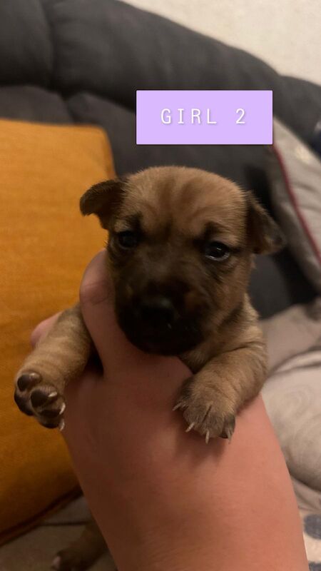Jack Russell puppies boys & girls for sale in St Annes, Lancashire - Image 12