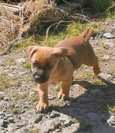 Jack Russell Puppies Extremely well marked! for sale in Black Torrington, Devon