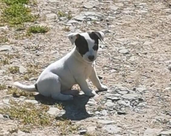 Jack Russell Puppies Extremely well marked! for sale in Black Torrington, Devon - Image 2