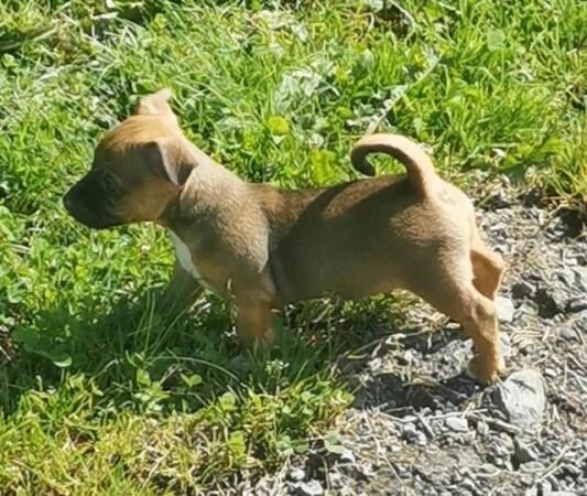 Jack Russell Puppies Extremely well marked! for sale in Black Torrington, Devon - Image 3