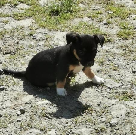 Jack Russell Puppies Extremely well marked! for sale in Black Torrington, Devon - Image 4