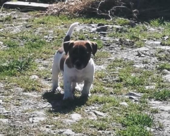 Jack Russell Puppies Extremely well marked! for sale in Black Torrington, Devon - Image 5