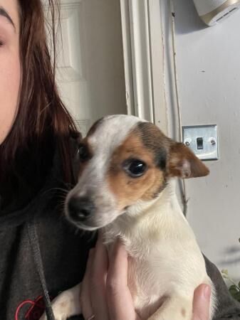 Jack Russell Puppies for sale in Billingham, County Durham