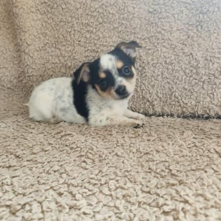 Jack Russell puppies for sale in Coseley, West Midlands