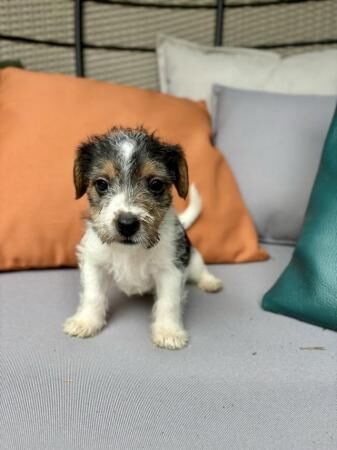 Jack Russell puppies for sale in Abbey Village, Lancashire