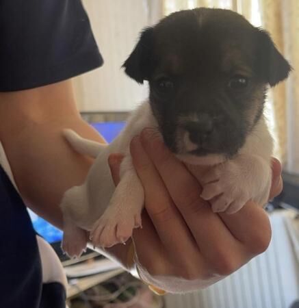 Jack Russell puppies for sale in Reading, Berkshire