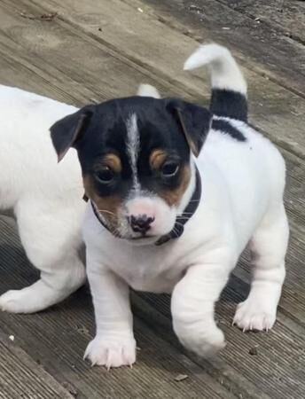 jack Russell puppies for sale in Ely, Cambridgeshire - Image 1