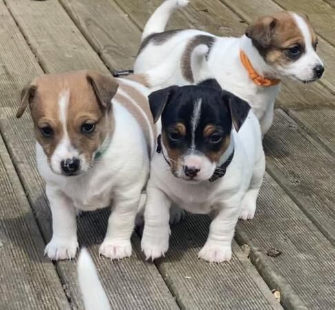 jack Russell puppies for sale in Ely, Cambridgeshire - Image 2