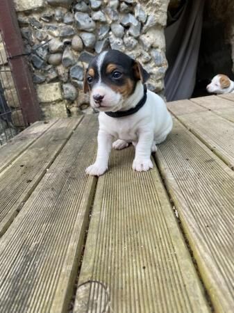 jack Russell puppies for sale in Ely, Cambridgeshire - Image 3