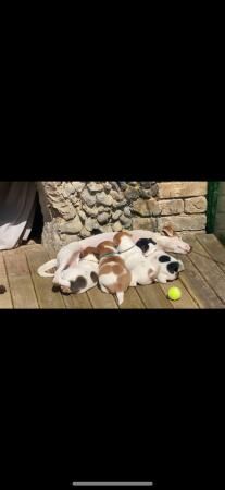 jack Russell puppies for sale in Ely, Cambridgeshire - Image 4