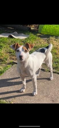 jack Russell puppies for sale in Ely, Cambridgeshire - Image 5