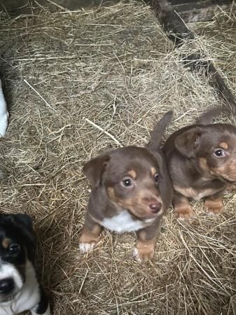 Jack russell puppies for sale in Blackpool, Lancashire