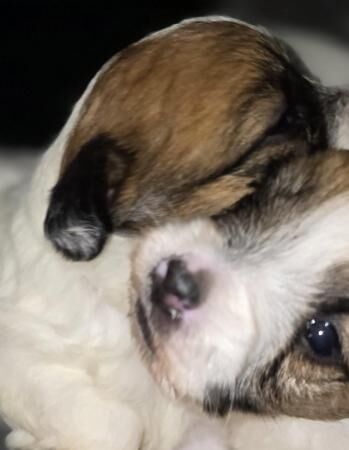 Jack Russell puppies for sale in Wisbech, Cambridgeshire