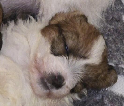 Jack Russell puppies for sale in Wisbech, Cambridgeshire - Image 2