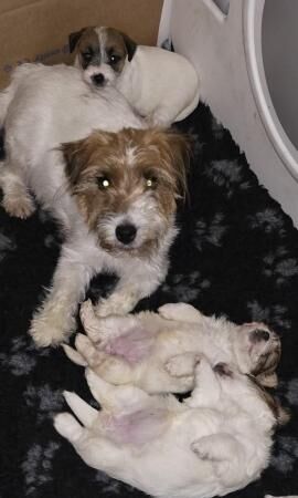 Jack Russell puppies for sale in Wisbech, Cambridgeshire - Image 3