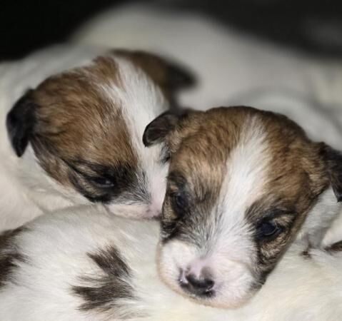 Jack Russell puppies for sale in Wisbech, Cambridgeshire - Image 4