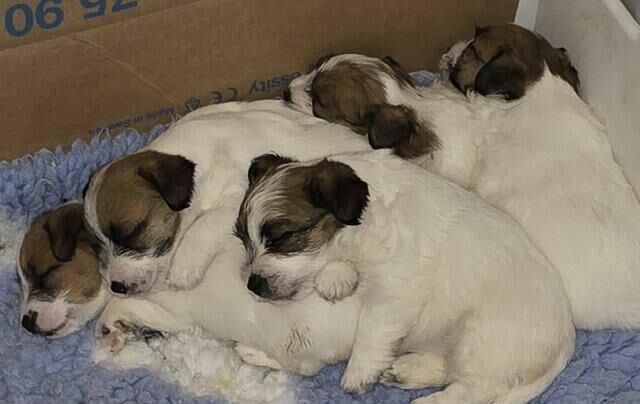 Jack Russell puppies for sale in Wisbech, Cambridgeshire - Image 5