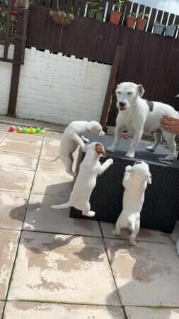 Jack russell puppies for sale in Brynmawr, Blaenau Gwent - Image 1