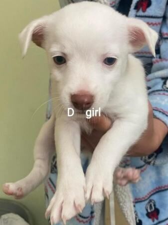 Jack russell puppies for sale in Brynmawr, Blaenau Gwent - Image 2