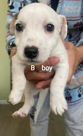 Jack russell puppies for sale in Brynmawr, Blaenau Gwent - Image 3