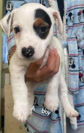 Jack russell puppies for sale in Brynmawr, Blaenau Gwent - Image 4