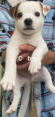 Jack russell puppies for sale in Brynmawr, Blaenau Gwent - Image 5