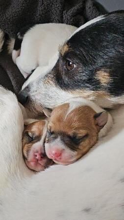 Jack Russell Puppies for sale in Ashington, Northumberland - Image 1