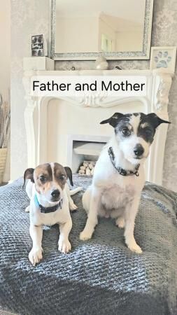 Jack Russell Puppies for sale in Ashington, Northumberland - Image 2