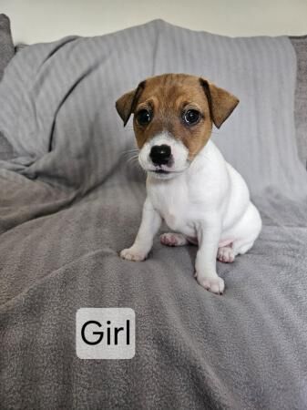 Jack Russell Puppies for sale in Ashington, Northumberland - Image 3