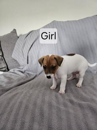 Jack Russell Puppies for sale in Ashington, Northumberland - Image 4