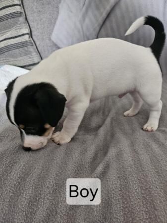 Jack Russell Puppies for sale in Ashington, Northumberland - Image 5