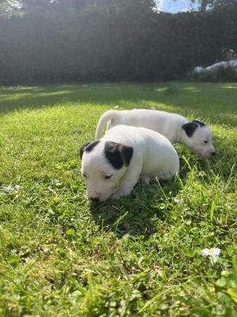 Jack Russell Puppies For Sale in Newbridge on Usk, Monmouthshire