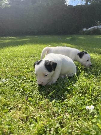 Jack Russell Puppies For Sale in Newbridge on Usk, Monmouthshire - Image 1