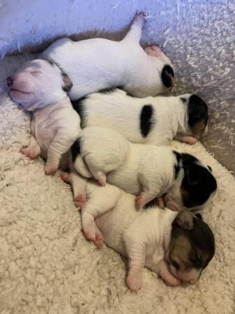 Jack Russell Puppies For Sale in Newbridge on Usk, Monmouthshire - Image 2