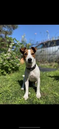 Jack Russell Puppies For Sale in Newbridge on Usk, Monmouthshire - Image 3