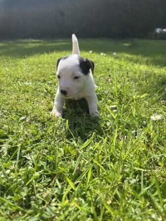 Jack Russell Puppies For Sale in Newbridge on Usk, Monmouthshire - Image 4