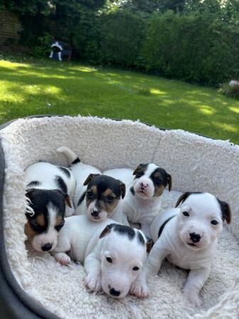 Jack Russell Puppies For Sale in Newbridge on Usk, Monmouthshire - Image 5